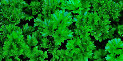 køb polske grøntsagsblomsterfrø i løs vægt